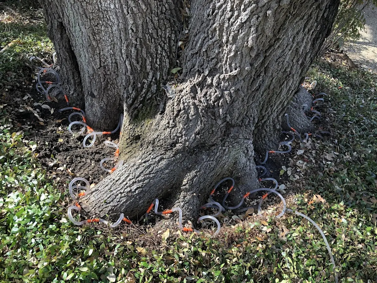 Detailed Tree Cabling and Bracing job site in Medaryville