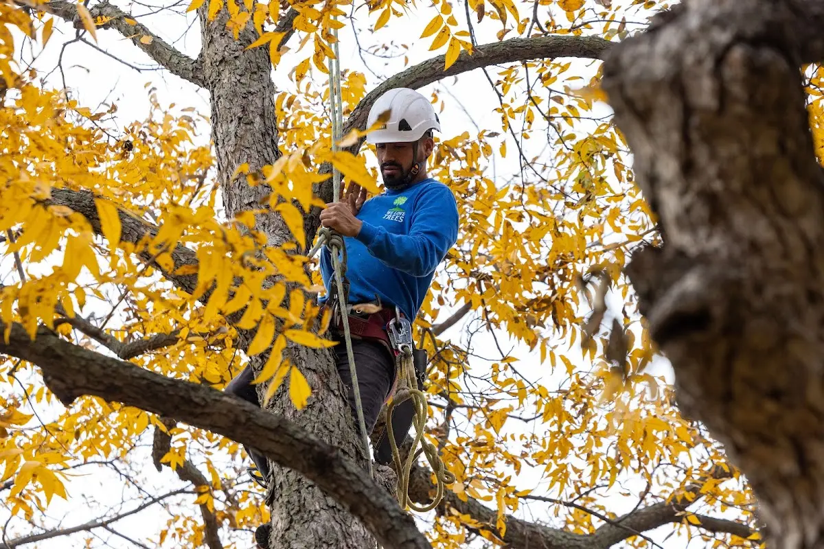 Skilled Tree Pruning crew working in Medaryville