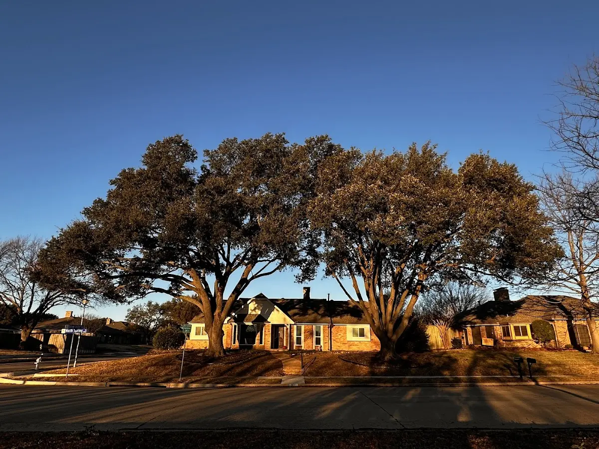 Established residential canopy tree shading a home in Medaryville